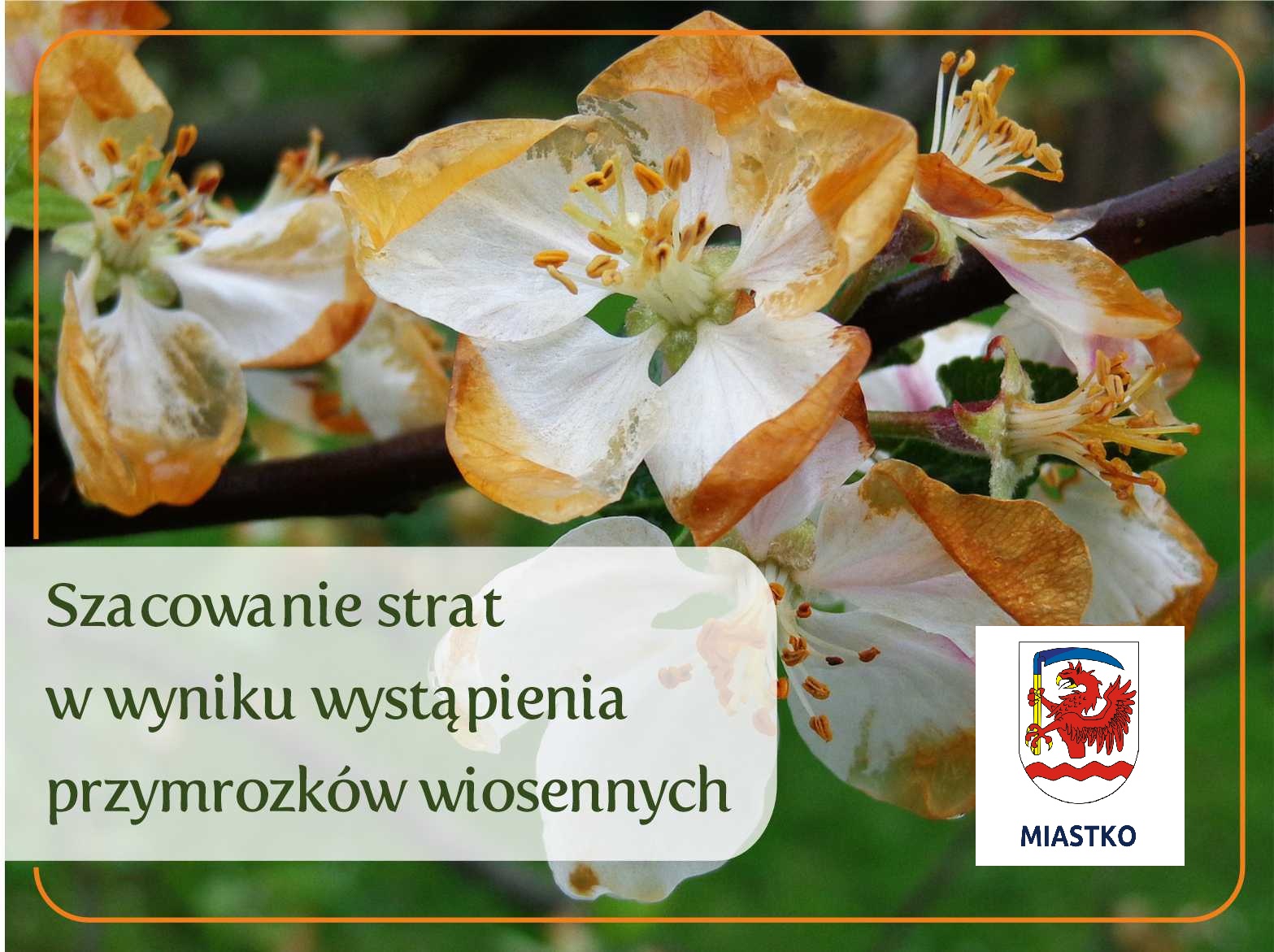 Zdjęcie: SZACOWANIE SZKÓD POWSTAŁYCH W WYNIKU PRZYMROZKÓW