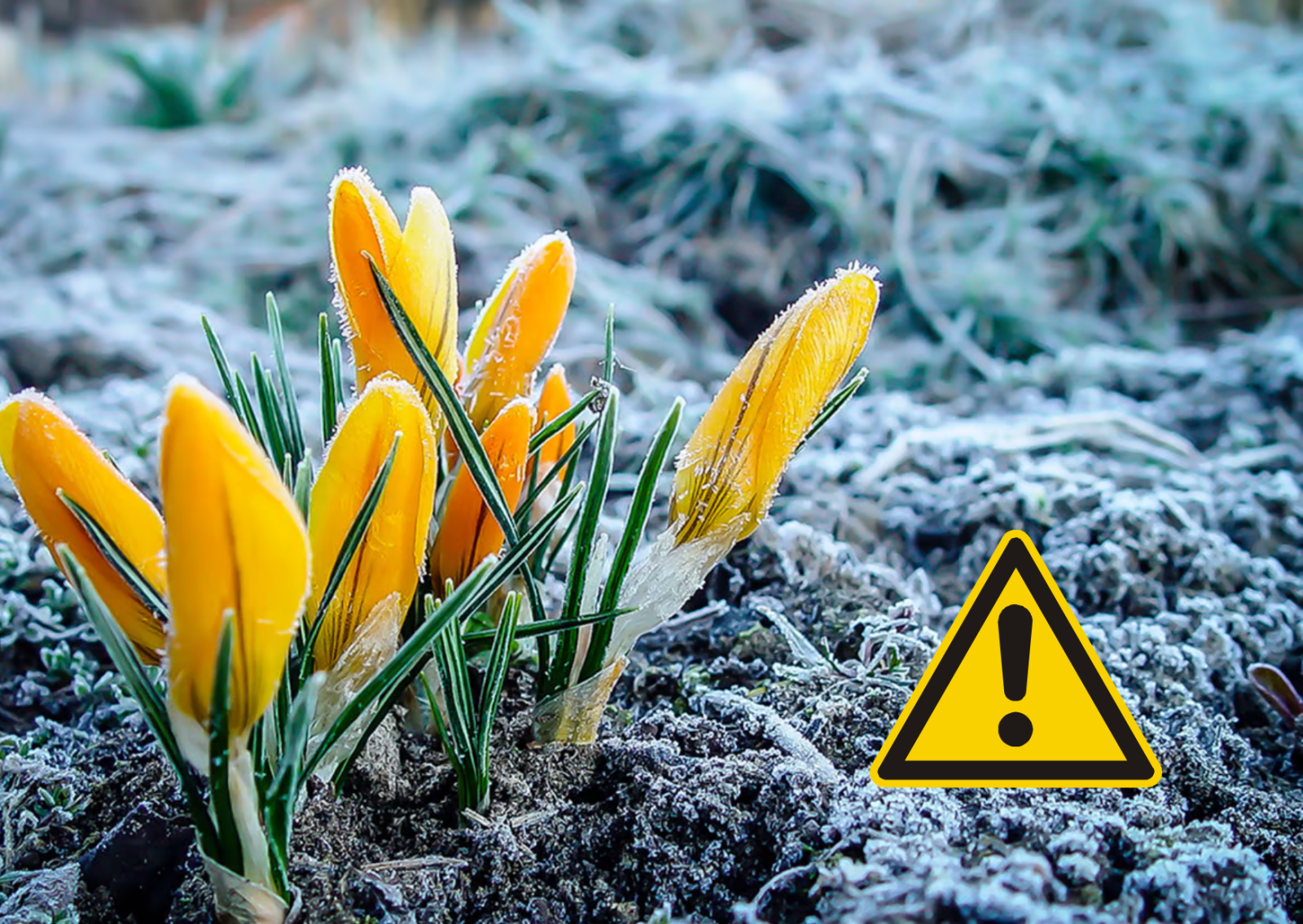 Zdjęcie: Instytut Meteorologii i Gospodarki Wodnej wydał ostrzeżenie meteorologiczne pierwszego stopnia dotyczące przymrozków. Prawdopodobieństwo wystąpienia zjawiska wynosi 80 procent.